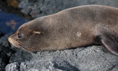 Galapagos Fur Seal