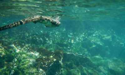 Marine Iguana