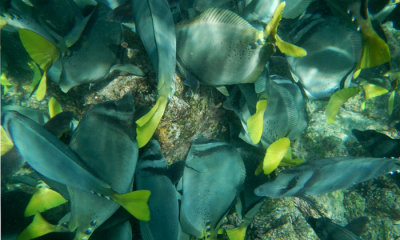 Razor Surgeonfish