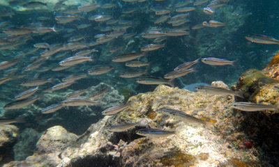 School of fish