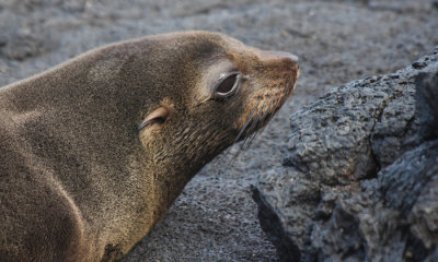 Gallery: Galapagos Fur Seal