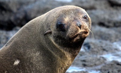 Galapagos Fur Seal