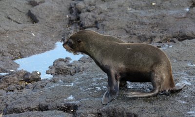 Galapagos Fur Seal