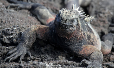 Marine Iguana