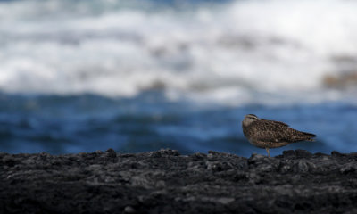 Whimbrel