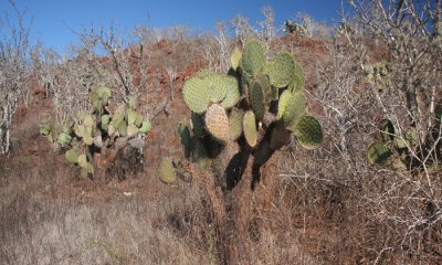 Cactus