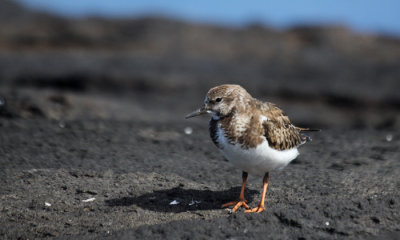 Ruddy Turnstone