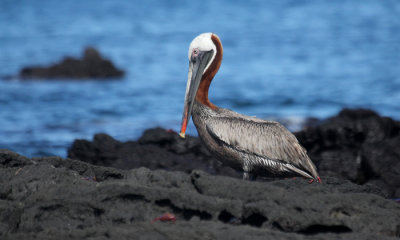 Galapagos Brown Pelican