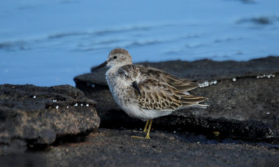 Pectoral Sandpiper