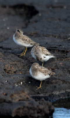 Pectoral Sandpiper