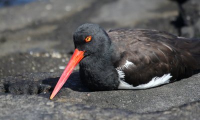 g4/00/990200/3/139372949.04GoBcaN.jpg