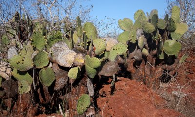 Pricky Pear Cactus