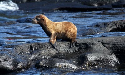Galapagos Fur Seal