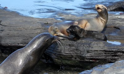 Galapagos Sea Lion