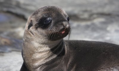 Gallery: Galapagos Fur Seal