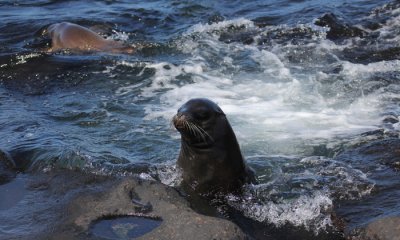 Galapagos Sea Lion