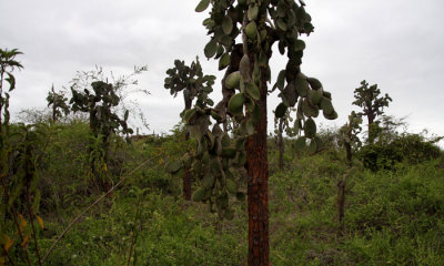 Galapagos Pricky Pear Cactus