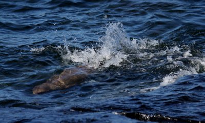 Galapagos Sea Lion