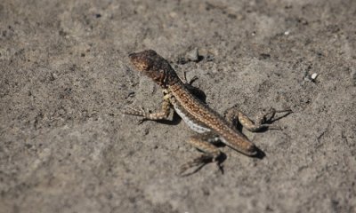 Lava Lizard