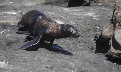 Galapagos Sea Lion