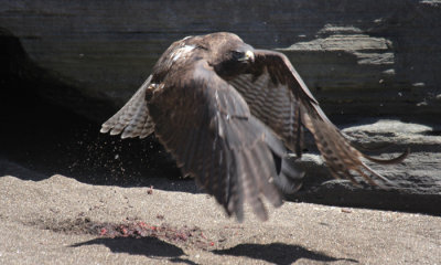 Galapagos Hawk