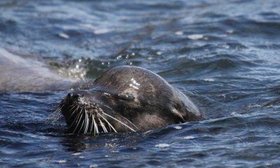 Galapagos Sea Lion