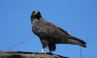 Galapagos Hawk