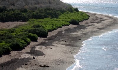 Galapgos Sea Lions on beach