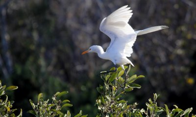Cattle Egret