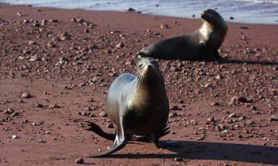 Galapagos Sea Lion