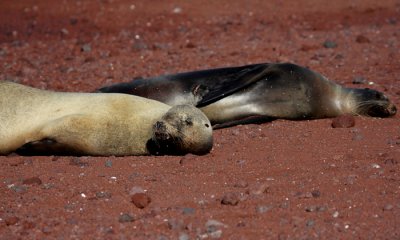 Galapagos Sea Lion (shark bite?)