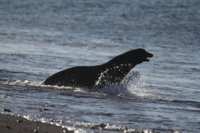 Galapagos Sea Lion