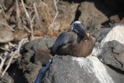 Galapagos Brown Pelican