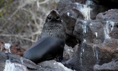 Galapagos Fur Seal