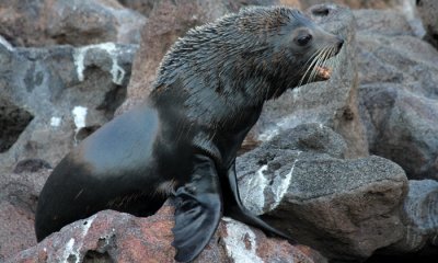 Galapagos Fur Seal