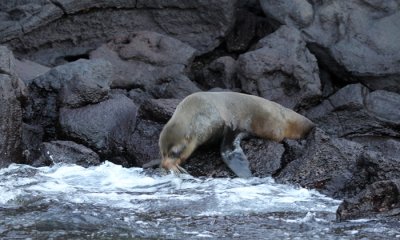 Galapagos Fur Seal