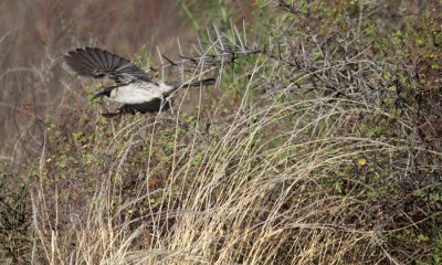 Galapagos Mockingbird