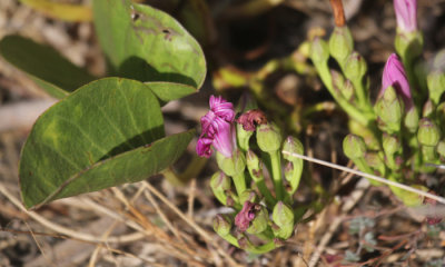 Morning Beach Glory
