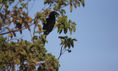 Smooth-billed Ani