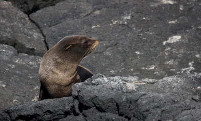 Galapagos Fur Seal