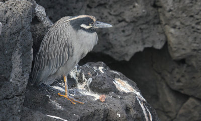 Black-crowned Nightheron