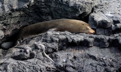 Galapagos Fur Seal