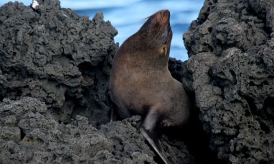 Galapagos Fur Seal