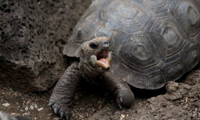 Galapagos Giant Tortoise (baby)