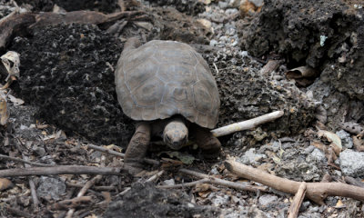 Galapagos Giant Tortoise (baby)