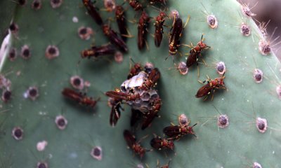Wasp (introduced species)