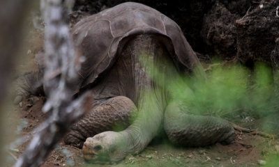 Galapagos Giant Tortoise (Lonseome George)