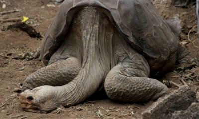 Galapagos Giant Tortoise  (Lonseome George)