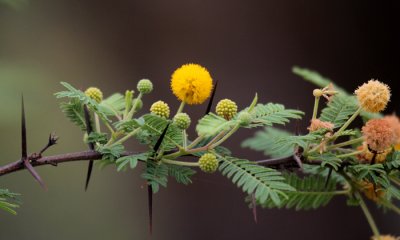Acacia flowers and thorns
