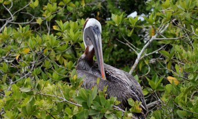 Galapagos Brown Pelican